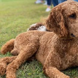 Aussiedoodles, Australian Shepherds, Cockapoos, Goldendoodles, and Poodles from K&S Country Kennels
