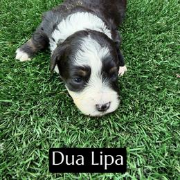 Dua Lipa - Black and white female Aussiedoodle puppy in Bakersfield, California from Annie's Aussies