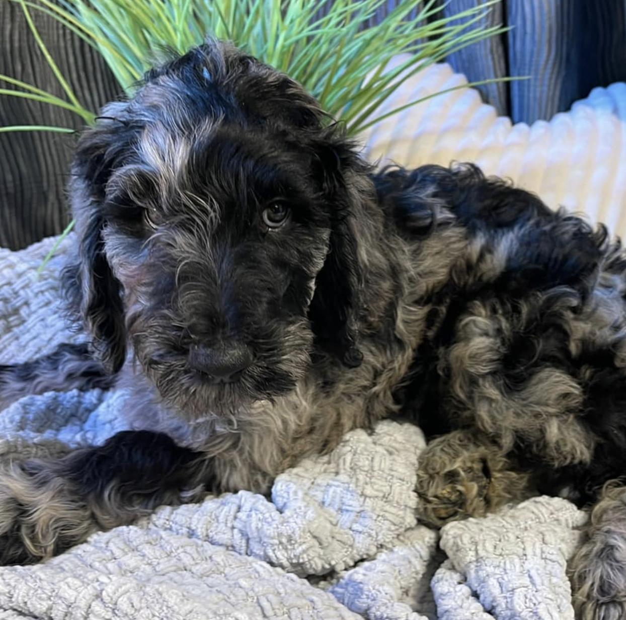 Honey Doodle Farm in Louisiana | Labradoodle puppies | Good Dog