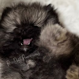 Pomeranians from Pixie Dust Pomeranians