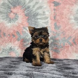 Pup 1 - Black and tan female Yorkshire Terrier puppy in Polk City, Florida from Yorkies by Casey