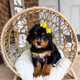 Adelaide - Tri-color female Bernedoodle puppy in West Haven, Utah from Split Mountain Doodles