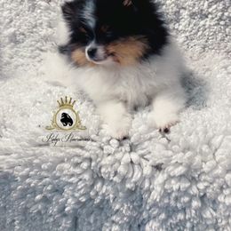 Girl - Black and tan parti female Pomeranian puppy in Yakima, Washington from Ruby’s Pomeranians