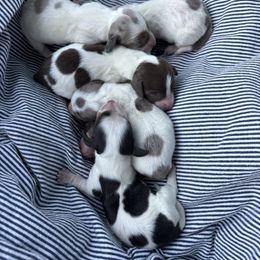 Dachshund puppies from Little e Dachshunds