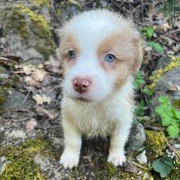 Jeremiah - Red tri-color male Australian Shepherd puppy in Grants Pass, Oregon from Carmel Mountain Aussies