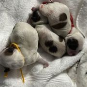 Yellow - White and tan female Mal-Shi puppy in Walterboro, South Carolina from Puddlejumpers