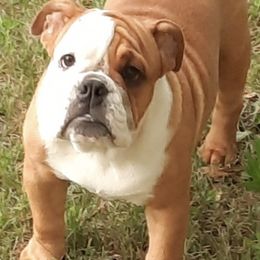 Bulldogs from Dazzle's Bulldogs