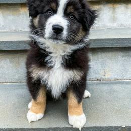 Australian Shepherd Puppies from Highland Haven Australian Shepherds