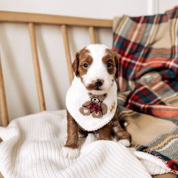 Warmth - RL Christmas - Red  male Goldendoodle puppy in Syracuse, Indiana from The Doodle Cove