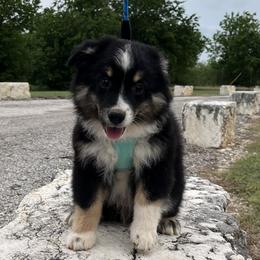Victor - Black tri male Miniature Australian Shepherd puppy in Godley, Texas from Nana and Paws Aussies