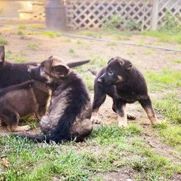 German Shepherd Puppies from Von Mello Shepherds