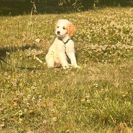 Bobby - Parti male Goldendoodle puppy in Graham, North Carolina from Geise Meadow Doodles