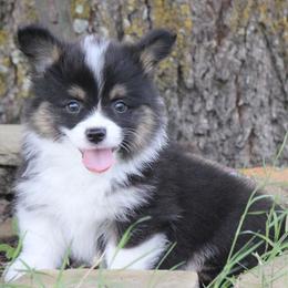 Black Tri Boy - Black and tan male Pembroke Welsh Corgi puppy in Cameron, Texas from Moonstone Corgis & Frenchies