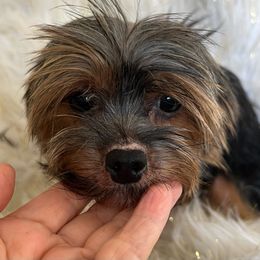 Cherokee - Yorkshire Terrier