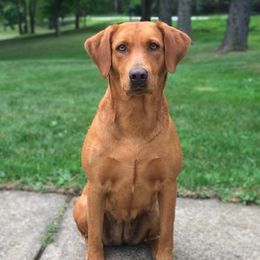 Rain - Labrador Retriever