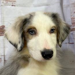 Boots - Blue merle male Miniature American Shepherd puppy in Clinton, Missouri from Mockingbirds American Minis