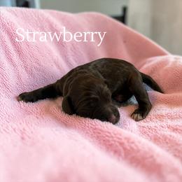Strawberry - Brown and tan female Cockapoo puppy in Ellenburg Center, New York from Kristin's Puppies