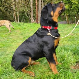 Rottweiler Puppies from Titanenheim Rottweilers