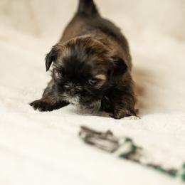 Shih Tzu Puppies from Good Lil Shih Tzu