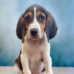 Red girl - Tri-colored female Treeing Walker Coonhound puppy in Lovelady, Texas from 3 Color Kennel