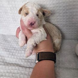 Sir Richfield - Brown and white male Sheepadoodle puppy in Cornelia, Georgia from Yates Family Farm