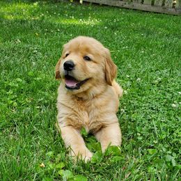Golden Retriever Puppies from Pebble Creek Golden Retrievers