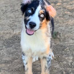 Cyclone - Blue merle male Australian Shepherd puppy in Mineral Wells, Texas from A6 Australian Shepards