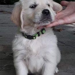 Golden Retriever Puppies from Fiddle In Gold Retrievers