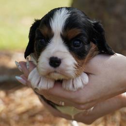 Cleo - Tri-color female Cavalier King Charles Spaniel puppy in Lula, Georgia from Cavaliers by Crumley