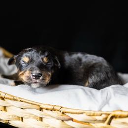 Lulu - Black tri female Miniature Australian Shepherd puppy in Yantis, Texas from Marie Mini Aussies