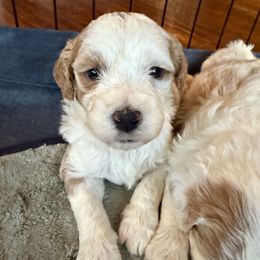 Blitzen (Blitzy) - Red female Bernedoodle puppy in Williamston, South Carolina from Sassy Bob’s Dogs