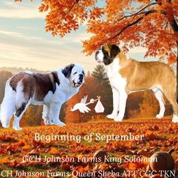 Saint Bernard puppies from St Bernard Kingdom, LLC