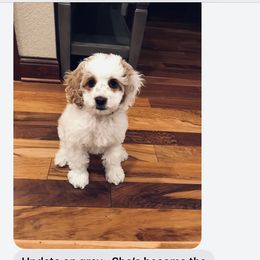 Cockapoo Puppies from Maple’s Cockapoo Puppies