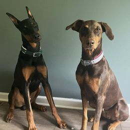 Doberman Pinschers from Vom Baecher Doberman