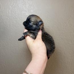 Santi - Orange sable male Pomeranian puppy in Phoenix, Arizona from Luxpomz