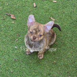 Habanero - Chocolate brindled fawn male Chihuahua puppy in Bowdon, Georgia from Paschal's Pups