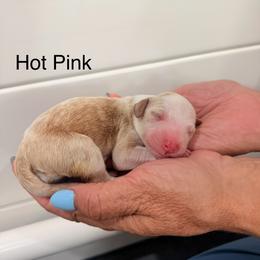 Pink - Red  female Goldendoodle puppy in Springville, Utah from JW Doodles