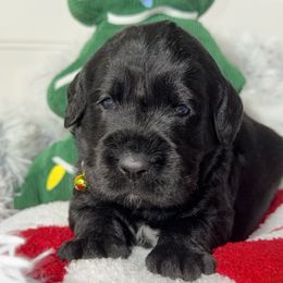 Tatum - Black female Labradoodle puppy in Beecher, Illinois from Erica’s Doodles