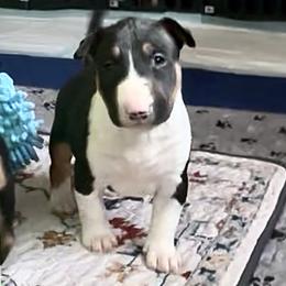 Ivy - Black tan and white female Bull Terrier puppy in Springfield, Ohio from Lynn Hill Bull Terriers