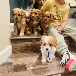 Cavapoo and Cockapoo Puppies from Disney Doodles