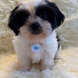 AKC - Zorro (Champion Bloodlines) - Black and white male Shih Tzu puppy in Long Beach, California from Prieto Shih-Tzu's