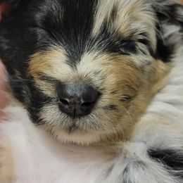 Australian Shepherd Puppies from Summit Australian Shepherds