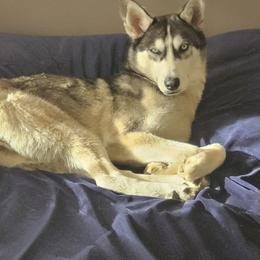 Siberian Huskies from Tracy Jaramillo