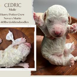 Cedric - Parti male Goldendoodle puppy in Hilton, New York from The House of Goldendoodle