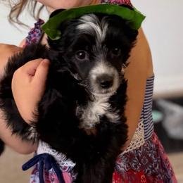 Lupine - Black and white male Chinese Crested puppy in Sweet Home, Oregon from Rhapsody Poodles & Cresteds