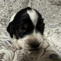 Bennett - Black white and tan male English Springer Spaniel puppy in Coeur D'alene, Idaho from Springer Hollow