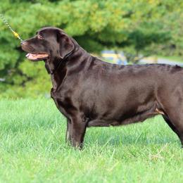 Secret - Labrador Retriever