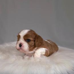 Bernard - Blenheim male Cavalier King Charles Spaniel puppy in Bonney Lake, Washington from House of Happy Cavaliers