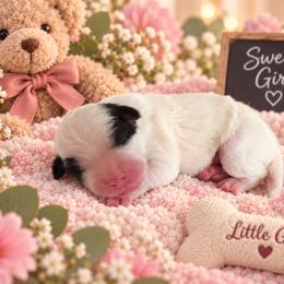 Oreo - Black and white female Cavapoo puppy in Myrtle Beach, South Carolina from Colorful-K9'S