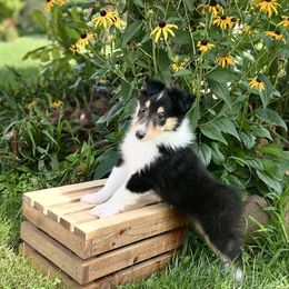Moana - Black white and tan female Collie puppy in Chilhowie, Virginia from Jolly Collies & Kingdom Elite Yorkshire Terriers